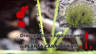 Consejos básicos para el CULTIVO DE DROSOPHYLLUM LUSITANICUM [upl. by Amme]