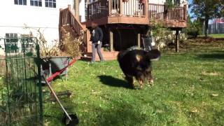 Huge Bernese Mountain dog attacks leaf piles [upl. by Lebiram221]