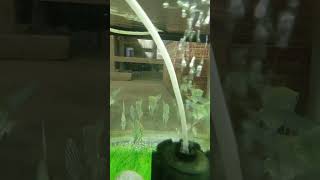 Anjel fish tank videoanjelfish aquariumfish subscribe [upl. by Eityak49]