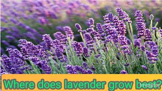 Where does lavender grow best [upl. by Enelkcaj80]