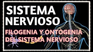 FILOGENIA Y ONTOGENIA DEL SISTEMA NERVIOSO [upl. by Karrie22]