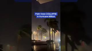 Palm trees 🍃collapse in Hurrican Milton florida palm hurricane [upl. by Uhn460]