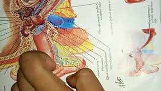 MIDDLE EAR anatomy in easy way part 2 [upl. by Aramal]