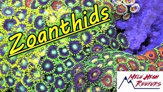 Talking Zoanthid Care With Rogue Aquariums [upl. by Werner729]