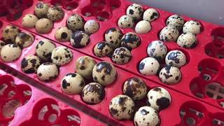 Can You REALLY Hatch Quail Eggs From The Grocery Store [upl. by Sidwohl]