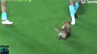 DOG INTERRUPTS SOCCER MATCH SCORES POSTGAME INTERVIEW [upl. by Eisse]