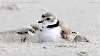 Piping Plover Calls [upl. by Guarino]