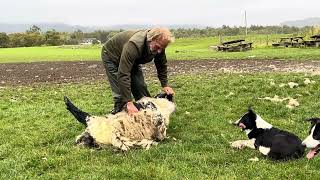 스코틀랜드 양치기 보더콜리 amp 양털깎이 Working Sheepdogs In Kincraig Kingussie Scotland [upl. by Cerallua815]