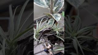 plants houseplant tillandsia [upl. by Alvis459]