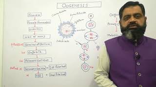 Oogenesis Urdu Hindi medium profmasoodfuzail Anatomy of Ovum  Formation of egg in Human [upl. by Ramoh]