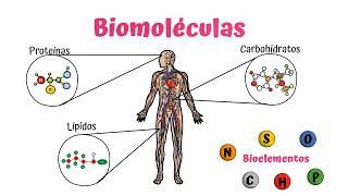 Biomoléculas Carbohidratos Lípidos y Proteínas [upl. by Meeki]