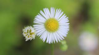 DAISY FLEABANE [upl. by Adamson]