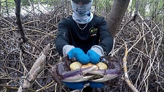 CATCHING MANGROVE CRABS by HAND  Traditional Crab Hunting in the Caroni Swamp  Trinidad Caribbean [upl. by Asaph]