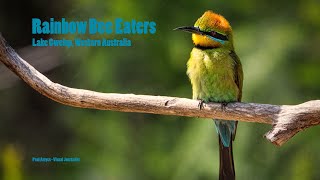 Rainbow Bee Eaters  Lake Gwelup [upl. by Essy]