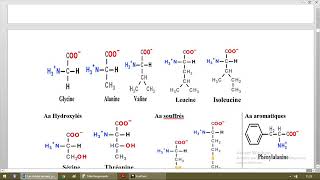 Biochimie des acides aminés [upl. by Taam]