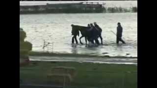 Rescue of 200 horses by 7 women in 2006  Netherland [upl. by Harrington]