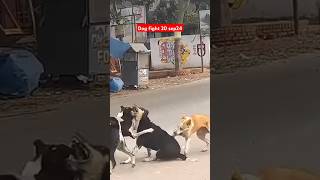 Dog fight 20 sep 24 shortsvideo tranding dogattack viralvideo dog animals dogfights [upl. by Bryant]