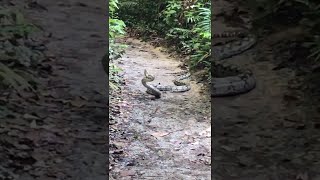 King Cobra Meets Python  ViralHog [upl. by Krissie]