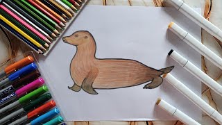 how to draw Seal sea lionHow seal drawing Broke The InternetSeal drawing finally revealed [upl. by Aihtenyc126]