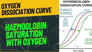 OXYGEN DISSOCIATION CURVE  FULLY EXPLAINED  neet2024 biology zoology respiration [upl. by Yraunaj]