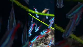 How Many Schooling Fish Should You Keep shorts aquariumfish fishtank fishkeeping fishkeeper [upl. by Entroc]