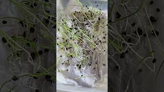 Onion seed germination  Easiest way to germinate seeds [upl. by Aniram965]