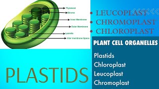 Plastids types Leucoplast Chromoplast and Chloroplast easy way to understand [upl. by Atiekahs252]