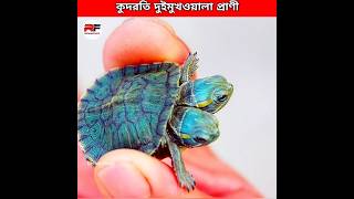 আল্লাহর কুদরতি দুই মুখওয়ালা প্রাণী 😲 Two headed Creatures shorts animals facts [upl. by Ahsikan]