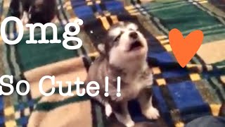 ADORABLE Alaskan Malamute PUPPY learns to HOWL alaskanmalamute [upl. by Swetlana]