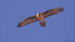 Bearded Vulture flight in slow motion [upl. by Firmin491]