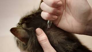 NexGard SPECTRA® SpotOn for Cats Parasite Protection 6quot  Lets go TV Commercial [upl. by Medwin821]