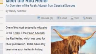 Breaking Red Heifer Signs of The Temple Last Days [upl. by Tutt]