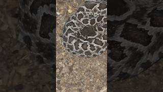 Young Rattlesnake Released From Garage snake rattlesnakes herpetology backyard herping animals [upl. by Ahcmis24]