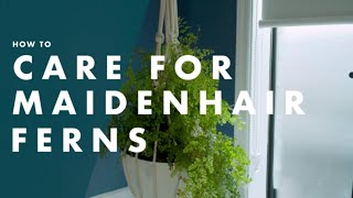 How To Care For A Maidenhair Fern  Bunnings Australia [upl. by Lavina732]