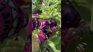 Harvesting pumpkin bean eggplants chilli spinach gardening [upl. by Etterraj]