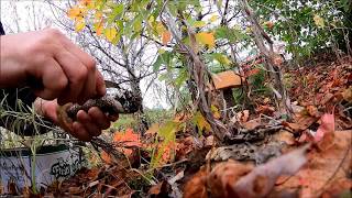 2019 Boletus Mushroom Picking in Northern Ontario part 1 [upl. by Ymaj]