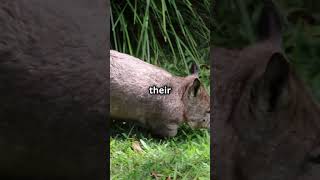 Wombat poop is Square shorts wombats facts poop [upl. by Niad742]