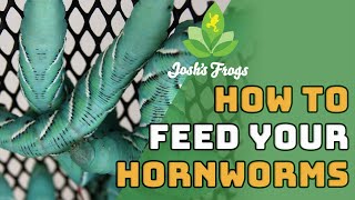 The Tips and Tricks of Feeding Hornworms [upl. by Shuping]