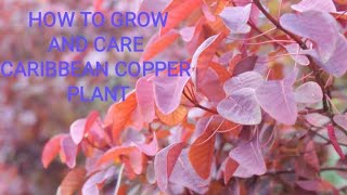 Red leaf plantCaribbean copper plantEuphorbia cotinifolia plant care and how to grow [upl. by Dove]