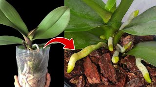 How to Repot an Orchid Without Killing It  Orchid Care for Beginners [upl. by Ashok14]