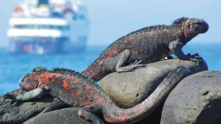 Celebrity Expeditions in the Galapagos [upl. by Viking]