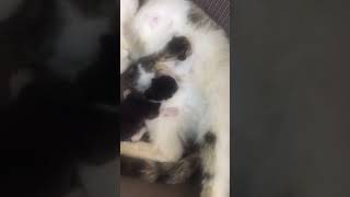 Torunlar doğmuş 😻 cats cat catlovers kedi catlover kediler 🎥serdarsahin81 [upl. by Declan531]