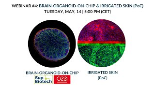 Webinar 4 duplex well cerebral organoid and pre vascularized skin applications replay [upl. by Parrish465]