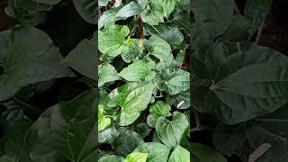 Identify the Plant ThippaliPiper longum [upl. by Onyx]