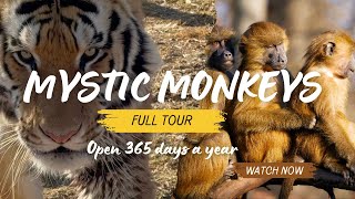 Mystic Monkeys  Full Tour  South Africa [upl. by Manaker345]