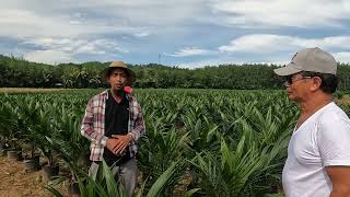 High quality oil palm seedlings [upl. by Valentino639]