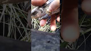 Blue Tongue Lizard October 2024 tick removal [upl. by Eikcid532]