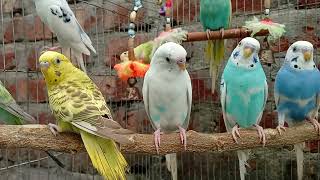 September 26 2024 Parrots singing beautiful birds voice beautiful budgies birds sounds [upl. by Sinnard996]