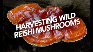 Harvesting Wild Reishi Mushrooms [upl. by Yager]