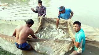 Bangla fishing video বাংলা মাছের ভাইরাল ভিডিও। [upl. by Grados]